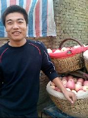 204年紅富士蘋果價(jià)格/陜西冷庫紅富士蘋